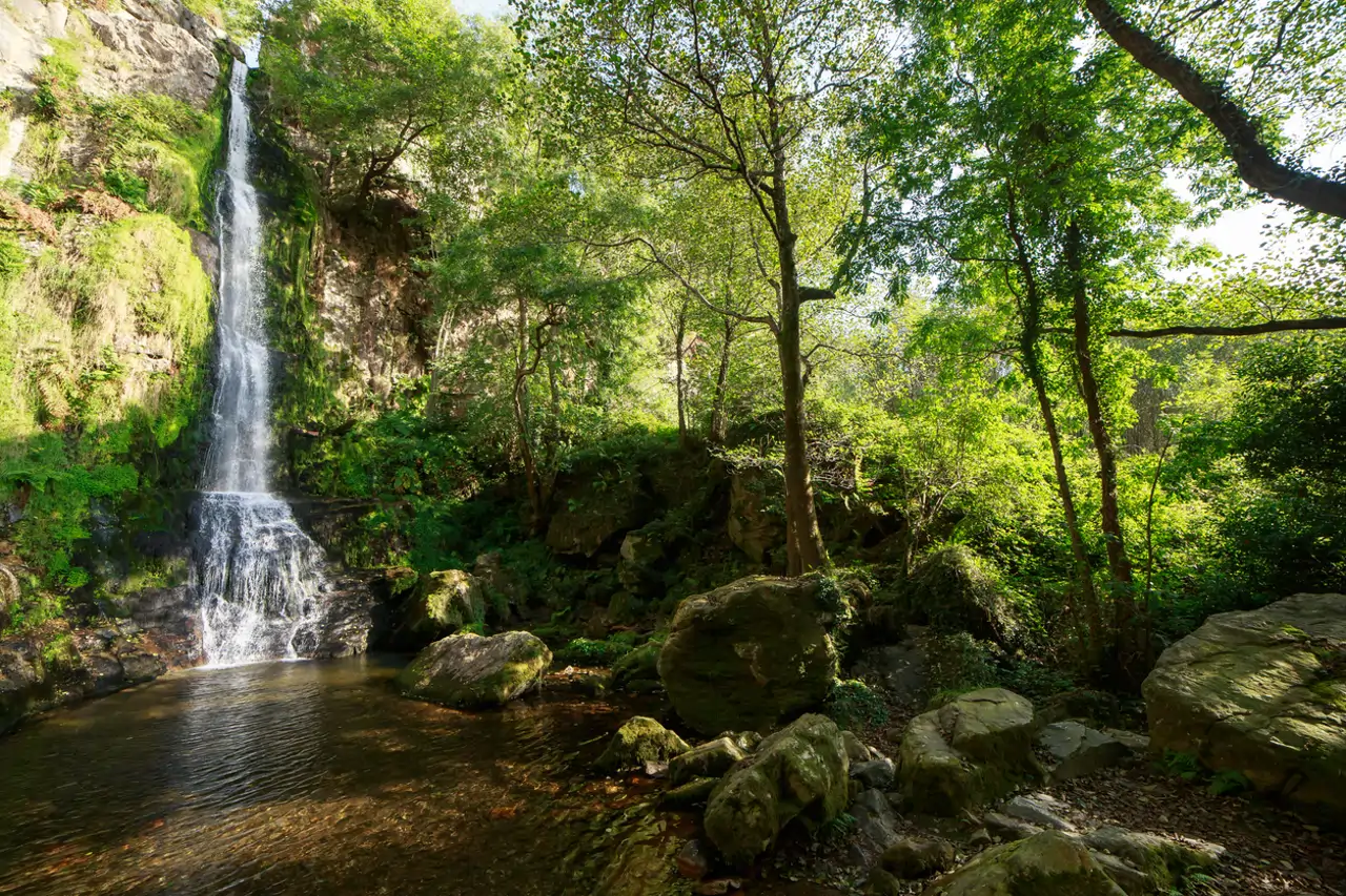 Cascada rodeada de vegetación exuberante y rocas en un entorno natural sereno, con agua cristalina fluyendo hacia un pequeño estanque en la base.